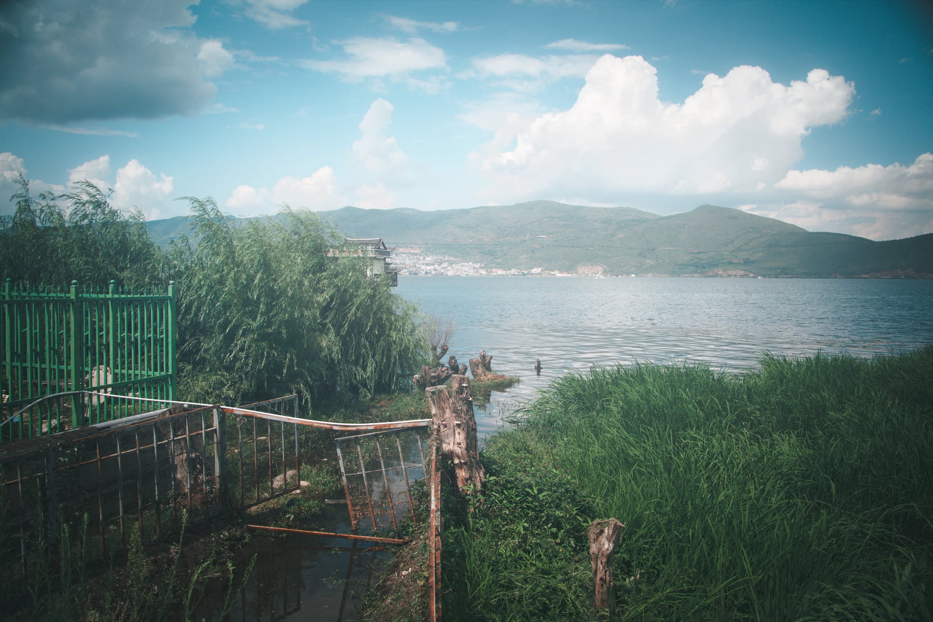 洱海岸边的柳树、围栏与水草在蓝天积云下延向远山。