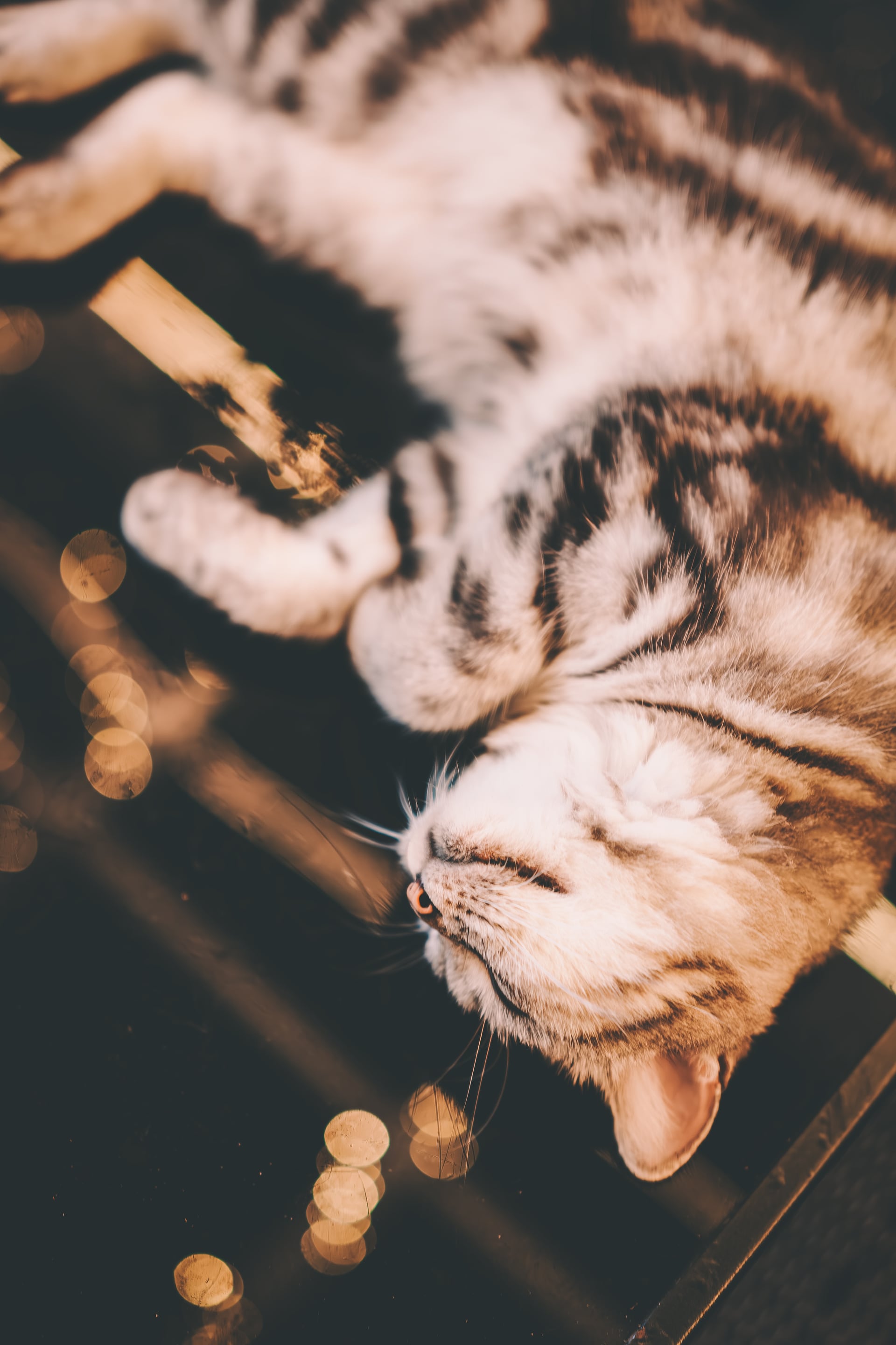 暖色灯影中，一只虎斑猫闭眼躺在玻璃台面上。