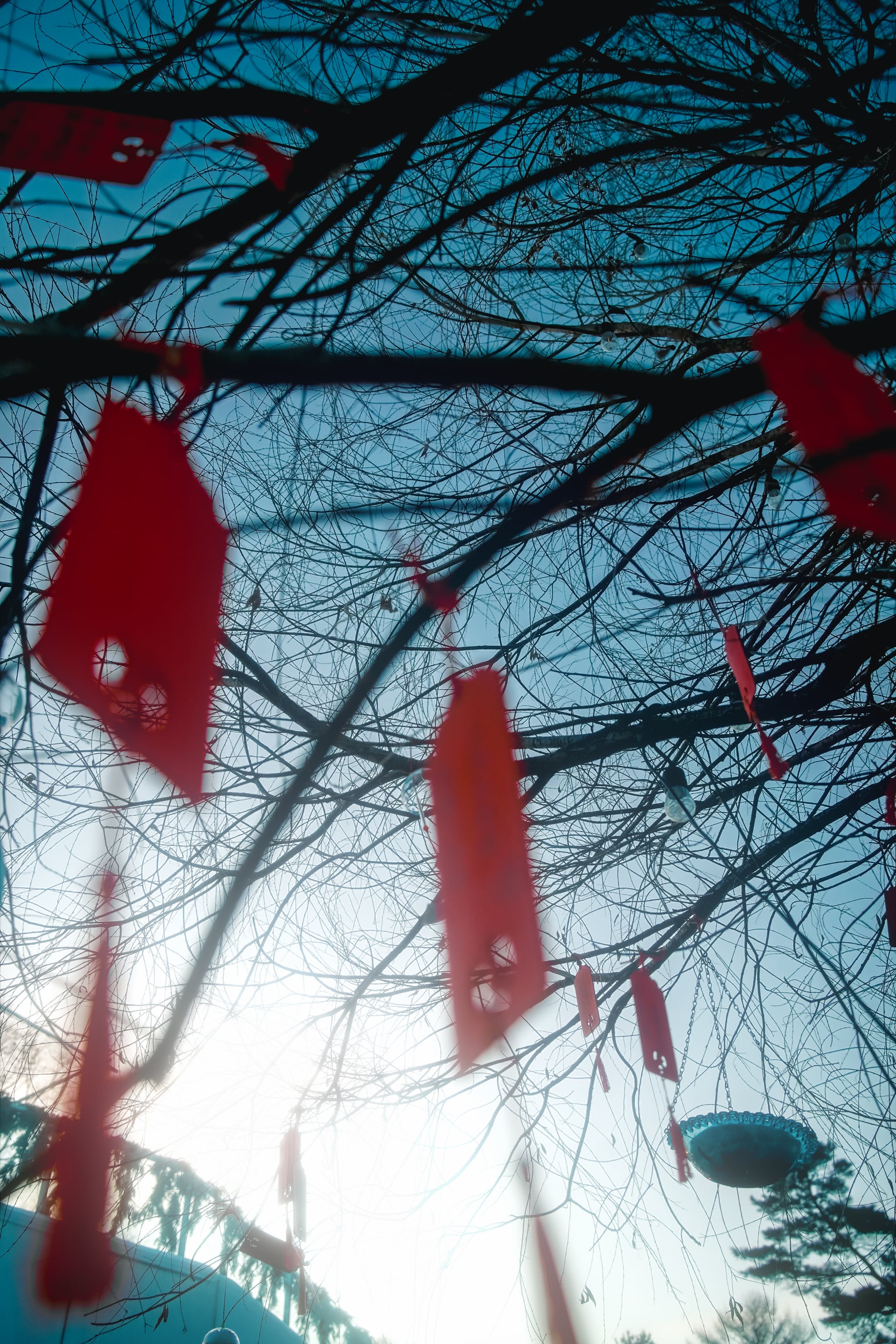 无叶树枝上悬挂的红色祈福带逆光飘动。
