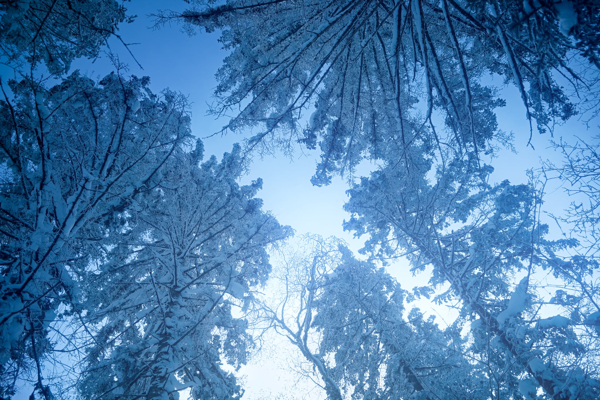 覆雪树冠围出一片浅蓝天空。